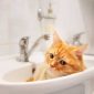 Emergency Plumbers