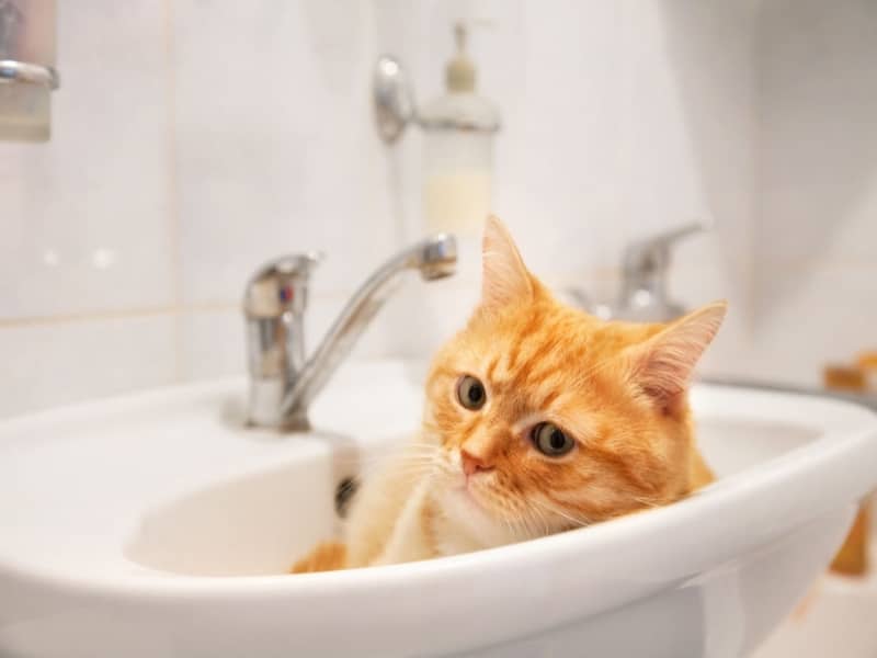 Emergency Plumbers