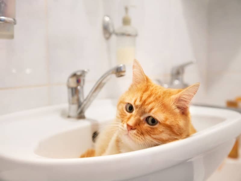 PLUMBING TIPS FOR PET OWNERS IN SYDNEY