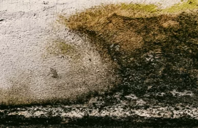 Mould growth on an interior wall caused by excess moisture, water damage, or poor ventilation.